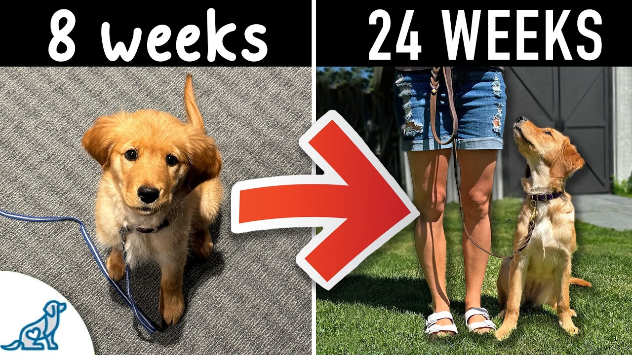 When is It Time to Start Obedience Training a Dog