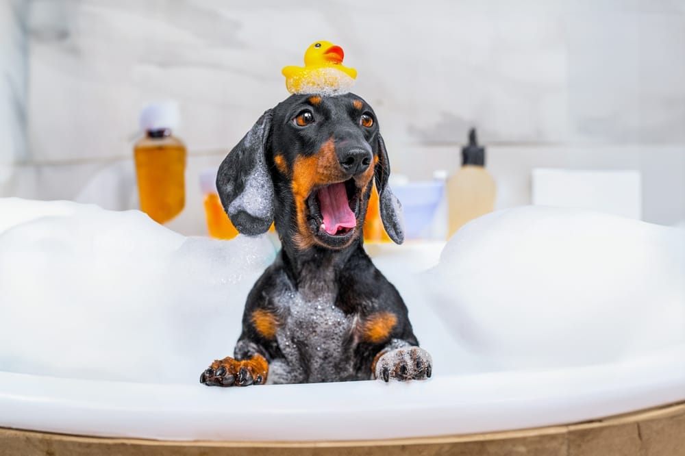 Where Can I Bathe My Dog