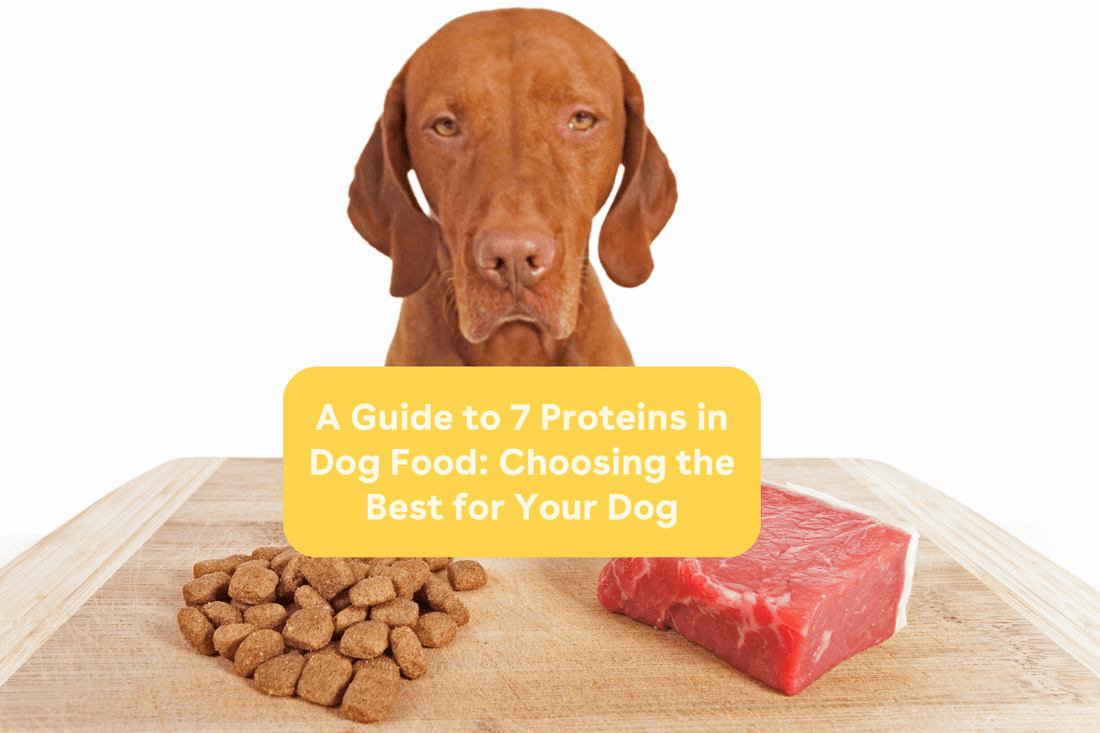 Where is the High Protein Snack for Your Dog